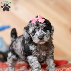 Caroline, Mini Bernedoodle Puppy